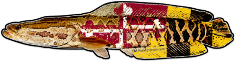 MARYLAND FISH DECAL