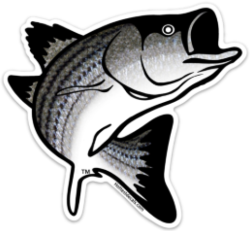 STRIPED BASS FISH DECAL